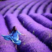 薰衣草种子四季种易成活多年生薰衣草花种籽庭院阳台盆栽种花期长