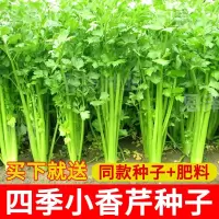 四季芹菜小香芹种子西芹白芹菜种籽细梗四季播种蔬菜菜种子盆栽