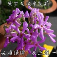 爬藤植物银丝茉莉风车茉莉浓香花卉庭院阳台花卉四季常青飘香藤