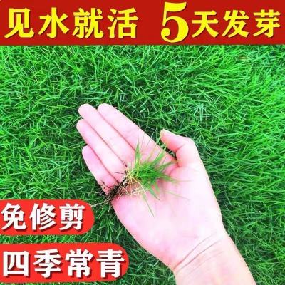 草坪种子矮生四季青庭院免修剪绿化护坡黑麦草狗牙草皮草籽种子