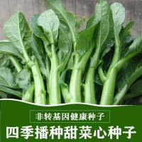 四季甜菜心种子 粗条 油青甜菜心种子 青菜蔬菜种子速生菜苔种籽