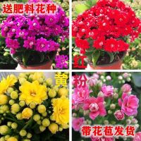 带花苞发货长寿花盆栽带花苞重瓣大花四季开花好养室内草花卉