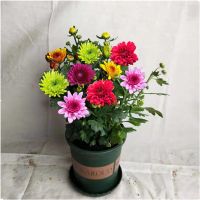 菊花盆栽带花苞重瓣荷兰菊四季开花大花红橙黄绿紫色室内阳台花卉