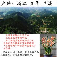 营养土干苔藓水苔兰花蝴蝶兰君子兰多肉石斛种植嫁接乌龟冬眠垫材