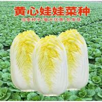 四季金娃娃菜种子 蔬菜种子 生长快 品质佳 菜籽春夏秋四季播种