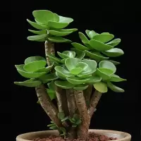 带盆带土金钱木老桩多肉植物发树花卉肉肉植物绿植盆栽室内好养