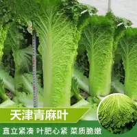 天津青麻叶大白菜种子真好吃秋季播蔬菜籽绍菜快菜山东大白菜种子