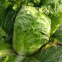冬储王白菜种子越冬王抗烧心秋季种植越冬大白菜种子高产抗冬储
