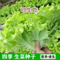 四季奶油生菜种子播种阳台种植的菜种籽营养有机蔬菜苗小盆栽菜籽