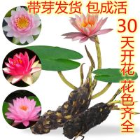 睡莲块鱼缸池塘水池水培植物睡莲种籽大睡莲花茎当年开花睡莲