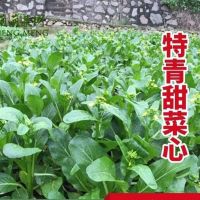 四季甜菜心种子四季油青菜心种籽农家大田庭院种植阳台盆栽蔬菜孑
