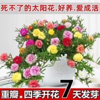 重瓣太阳花种子混色松叶牡丹种籽苗四季庭院阳台易活盆栽花卉种子