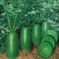 冰糖水果萝卜种子生吃脆甜农家蔬菜种孑四季播种阳盆栽绿萝卜种籽