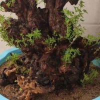 黄荆盆景下山桩包活包出芽带种植教学和文字