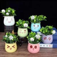 含盆带花苞发货栀子花小盆栽四季开花植物浓香型室内花卉绿植