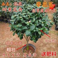 茶花盆栽带花苞四季树苗山茶花苗庭院室内好养植物多色浓香型花卉