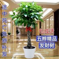 发树室内外花卉盆景植物盆栽招树摇钱树花苗客厅绿植四季常青