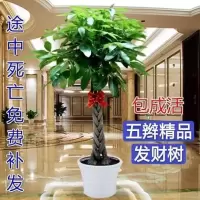 发树室内外花卉盆景植物盆栽招树摇钱树花苗客厅绿植四季常青