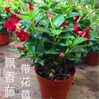 飘香藤绿植盆栽花卉四季开花植物室内阳台爬藤植物庭院双喜藤花苗