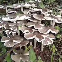 鸡枞菌种子高产伞把菇三菌荔枝菌云南食用菌人工种植 菌种包