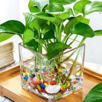 简约加厚正方形水培玻璃花盆透明方缸水养绿萝睡莲铜钱草玻璃鱼缸