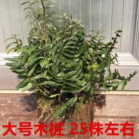 可食用铁皮石斛苗一斤三年大木桩盆栽雁荡山石斛鲜条仿野生绿植花