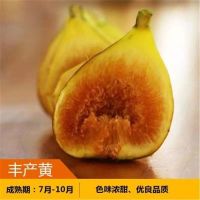 无花果树苗 耐寒地栽大盆栽阳台矮化波姬红当年结果南北方种植