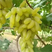葡萄苗带土带叶新品种葡萄树苗盆栽庭院爬藤南北方种植当年结果