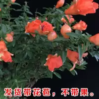 石榴花盆栽观赏果树苗室内盆景四季开花植物室外庭院阳台绿植花卉