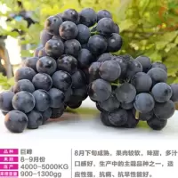 葡萄树苗盆栽南方北方种植巨峰葡萄苗蓝宝石大当年结果庭院