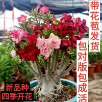 沙漠玫瑰盆栽植物重瓣玫瑰室内绿植四季开花老桩带花桌面花卉绿植