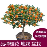 桂花树苗桂花苗盆栽室内外庭院花卉绿植金桂丹桂沉香桂四季桂盆景