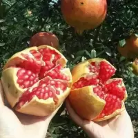 突尼斯无仔软籽石榴树苗石榴花盆栽地栽盆景室内阳台庭院绿植花卉