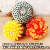 彩色仙人球三色球组合开花盆栽室内防新款多肉办公室桌面绿植