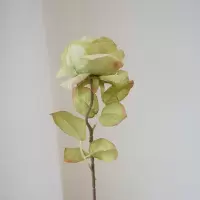 戴妃焦边玫瑰法式大朵卷边玫瑰仿真花客厅装饰餐桌花艺假花
