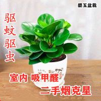 豆瓣绿多肉植物盆栽吸二手烟室内客厅桌面绿植绿萝水培植物花卉