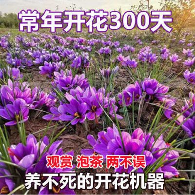 藏红花番红花四季开花好养室内阳台观花盆栽藏红花球植物花卉