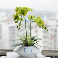 蝴蝶兰花苗带花苞盆栽带花剑花卉室内绿植物易活四季开花鲜花大苗