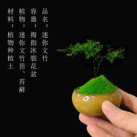 组合盆栽创意迷你六月雪文竹罗汉松鸭脚木室内办公桌摆好养微绿植