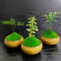 组合盆栽创意迷你六月雪文竹罗汉松鸭脚木室内办公桌摆好养微绿植