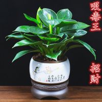 绿公主盆栽招植物办公室内客厅四季常青吸甲醛净化空气桌面盆栽