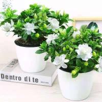 栀子花盆栽室内桌面盆栽绿植花苗大叶栀子花独杆栀子花好养植物