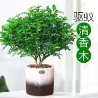 [驱蚊虫]清香木盆栽室内花卉植物净化空气绿植提神胡椒木