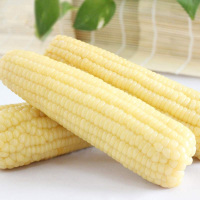 豆果果 甜糯白玉米 (A级棒) 40根/箱