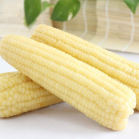 豆果果 甜糯白玉米（B级棒）40根/箱