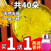 买1送1 菊花茶金丝皇菊大朵菊茶一朵一杯一泡无硫大菊花茶