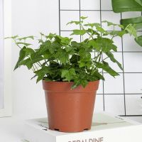 常春藤盆栽绿萝新房装修好养活常青室内植物办公室庭院垂吊兰绿植 110常春藤送托盘+肥料/原盆一盆