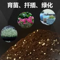 五辫子发财树盆栽植物室内客厅招财小摆件真树桌面盆景五辫摇钱树 发财树配方土5斤
