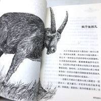 疯羊血顶儿 沈石溪动物小说大王品藏书系/四五六年级中小学生课外读物/浙江少儿社/全套集系列完整升级版/正版