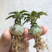 佛肚海棠大肚块根观赏形植物给水易活控水易开花大戟科多肉植物 硫桑如图一棵 如需买多件联系客服改优惠价